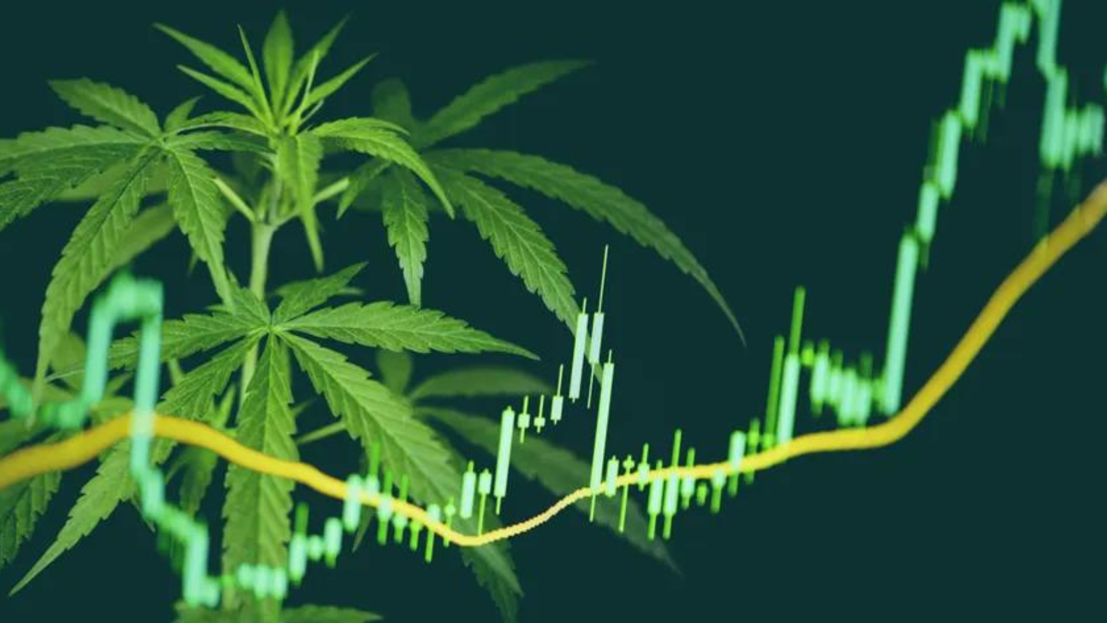 7 Reasons Why NOW Is The Time To Invest In Cannabis | The Panther Group