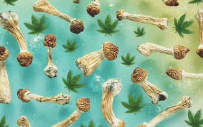 Exploring Cannabis and Psilocybin: Insights for Investors